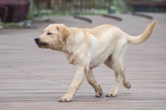 拉布拉多犬 寻回猎犬