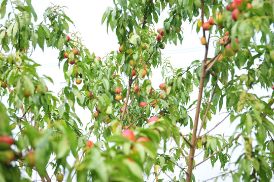 桃树种植 果树 果园