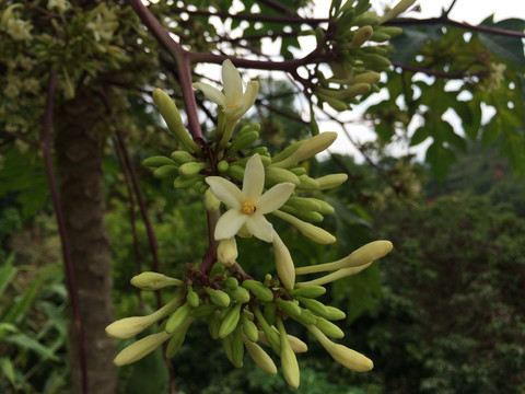 木瓜花
