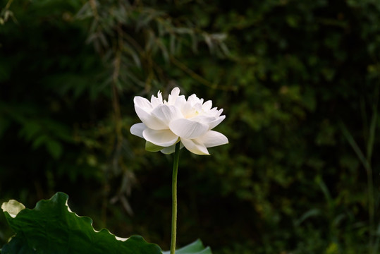 重瓣白荷花 重瓣白莲花