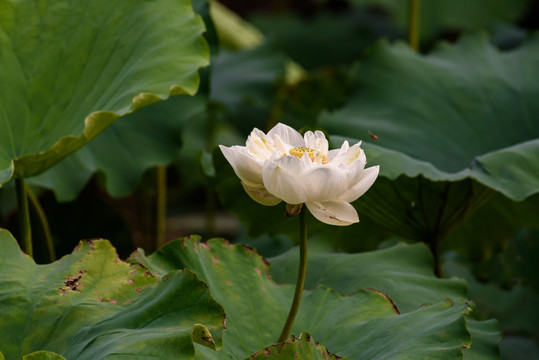 重瓣白荷花 重瓣白莲花