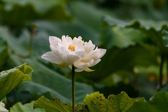 重瓣白荷花 重瓣白莲花