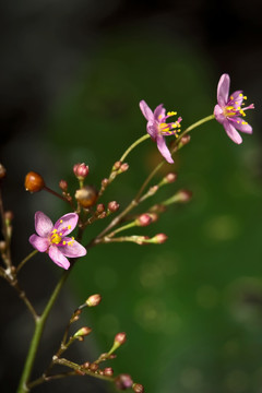 土人参花