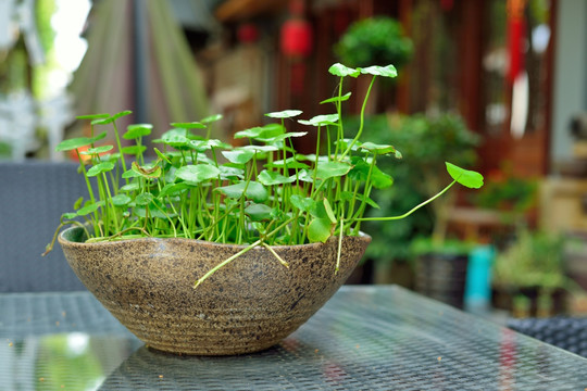 户外植物盆栽