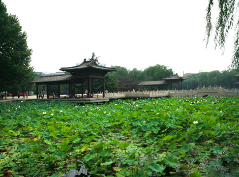 荷塘景色