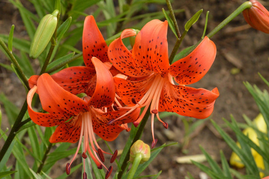 百合花