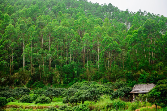 桉树山林