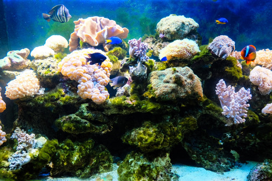 唯美水世界 珊瑚 海底世界