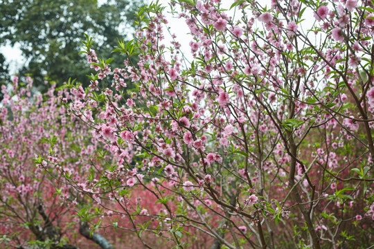 桃花 桃树