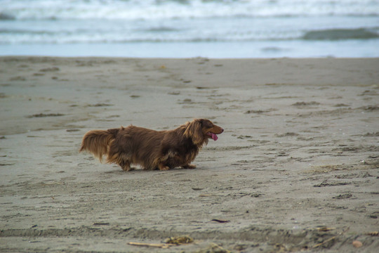 沙滩流浪狗