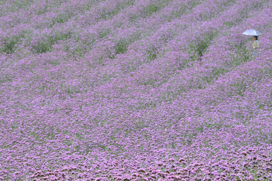 紫色花海 柳叶马鞭草花田