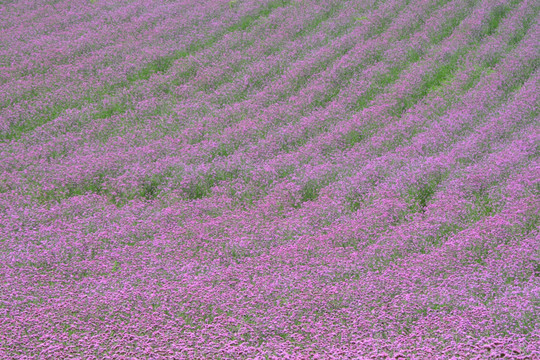 紫色花海 柳叶马鞭草花田