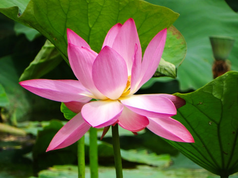 荷花池