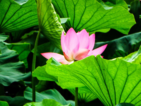 荷花