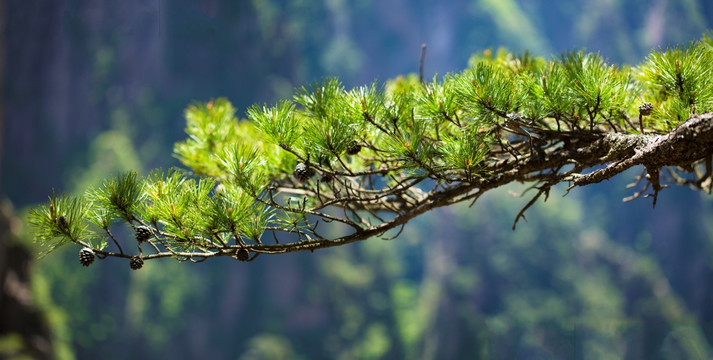 黄山松