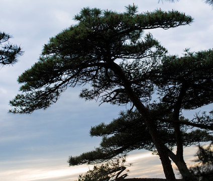 黄山怪松