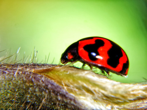 红色瓢虫