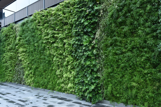 植被墙 植物墙