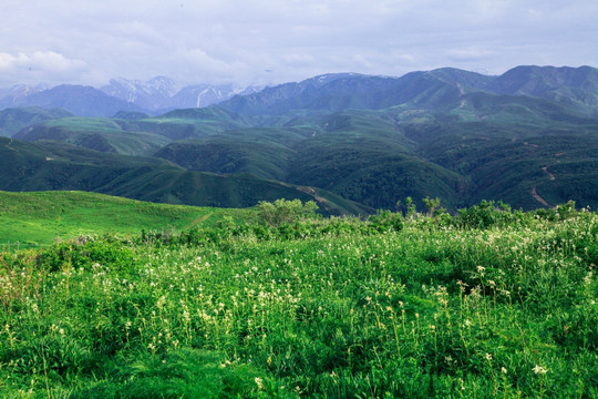 天山山脉山地草原