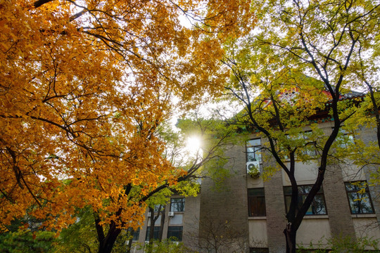 北京大学校园秋色枫叶中国古建筑