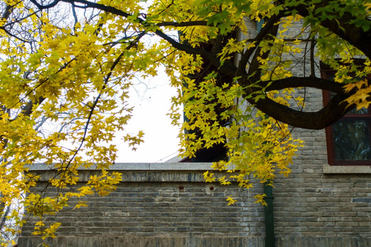 北京大学校园风光秋天枫叶