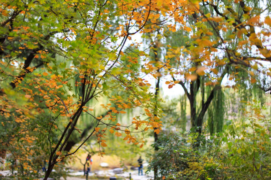 北京大学未名湖畔小树林秋天红叶