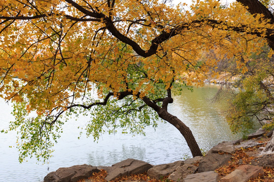 北京大学未名湖畔小树林秋天枫叶