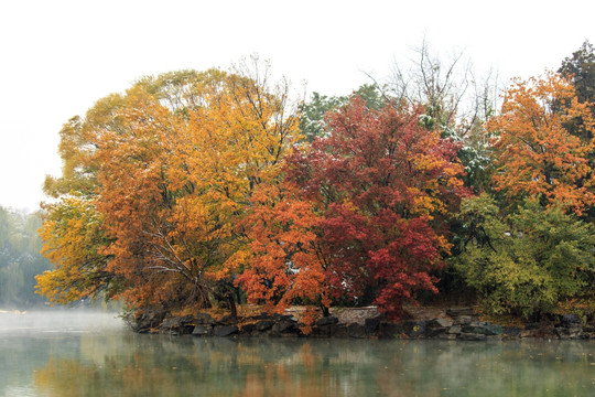 北大未名湖畔秋色树林枫叶红叶