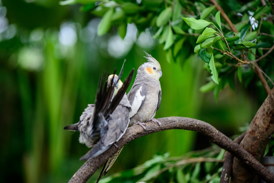 鸡尾鹦鹉