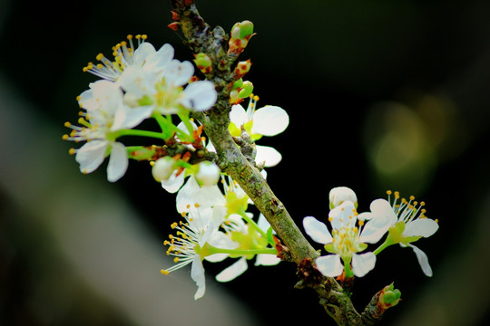 李子花