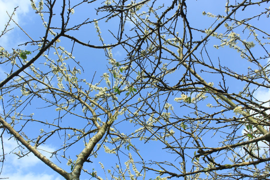 蓝天下的李子花