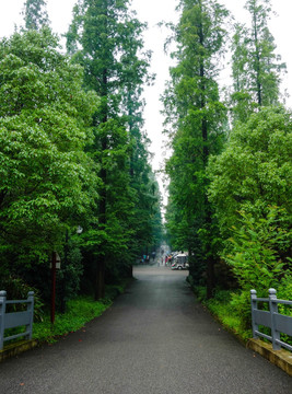 东平森林公园