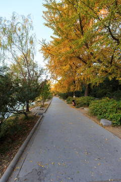 北京大学校园秋色未名湖边小道