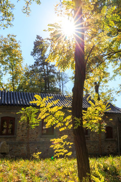 北京大学校园秋色槐树太阳光