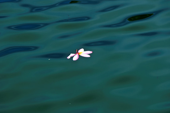 水中一朵花