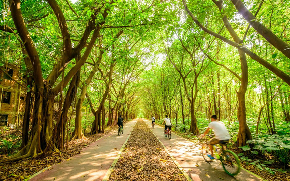 阳光树林小路