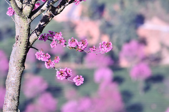 南涧 樱花谷