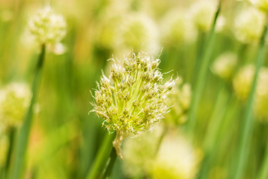 大葱开花