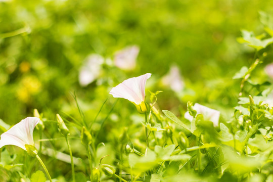 小牵牛花