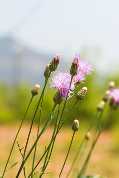 紫花藿香蓟