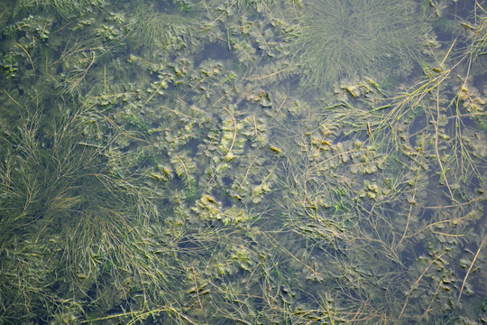 浮萍 水草