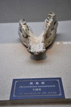 犀牛骨头