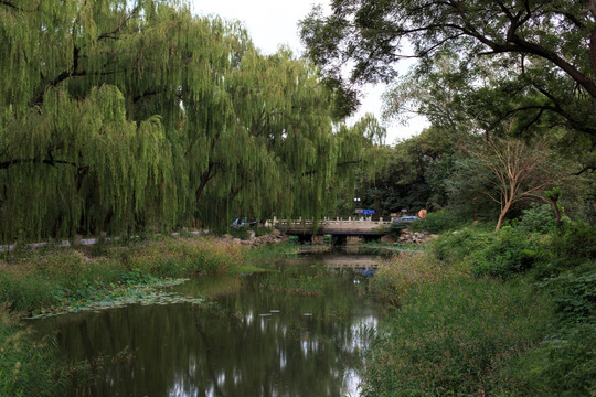 北京大学园林风景小桥流水柳树