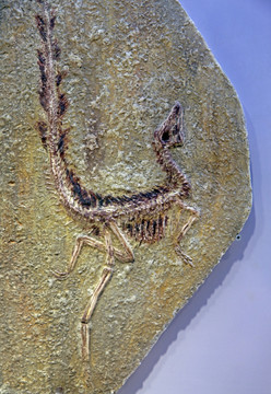 化石标本
