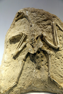 甘肃鹫化石