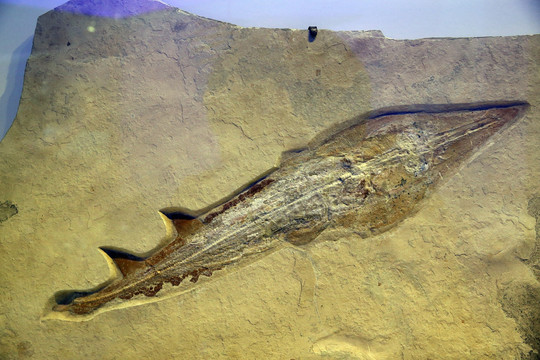 曼鱼化石