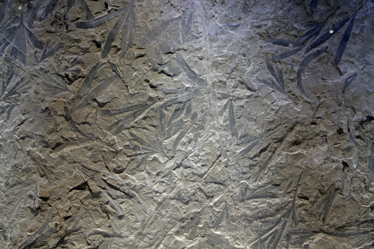银杏化石