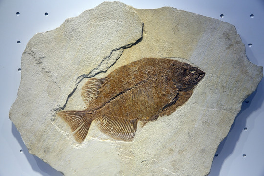 侏罗纪叉鳞鱼化石