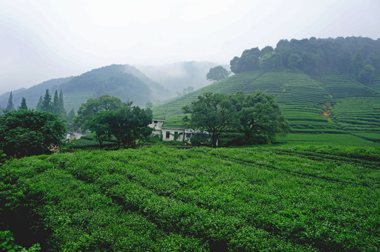 龙井茶树林