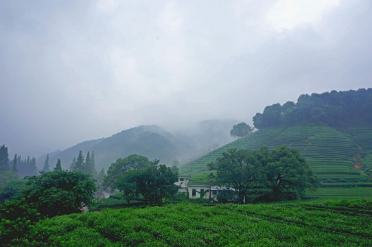 茶树山林
